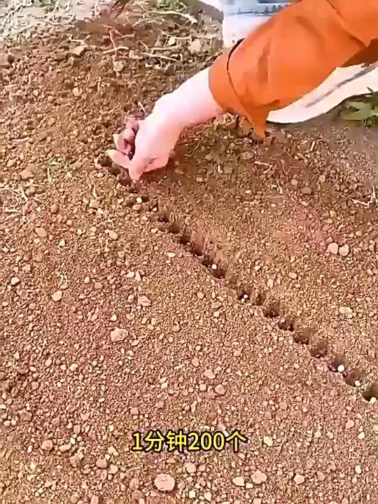 Seedling Sowing Tool Handheld Vegetable Sowing Seeder Hole Puncher Seeding Supplies Planting Hand Tool for Garden Farmlands