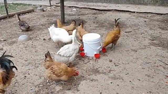 1шт, Кормушка для воды для курицы, утки, гуся, индейки и кролика, красный синий оранжевый