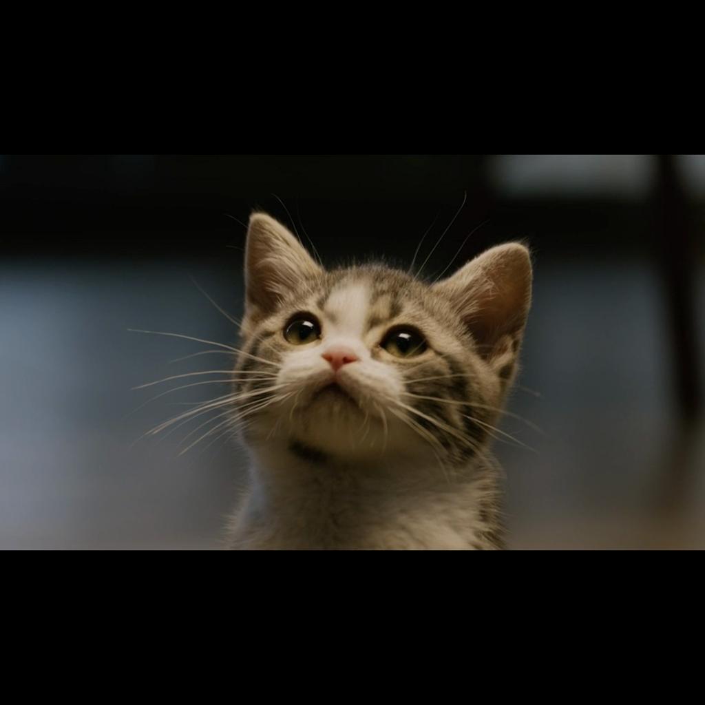 Умная кормушка для домашних животных — автоматическое кормление по времени, HD-камера в реальном времени, удаленное голосовое взаимодействие с видео в реальном времени, игрушки для кошек и собак, подходящие для дома