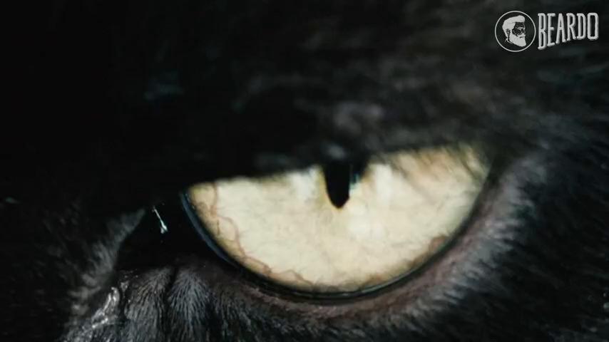 Beardo Black Musk Eau De Parfum For Men, Musky, Woody Perfume, Long Lasting, Date Night Fragrance, Body Spray, 100ml