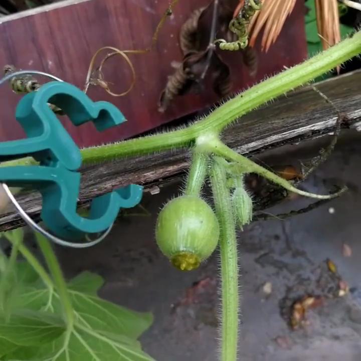 30PCS Plant Clips Reusable Greenhouse Bracket For Fixed Plants Vine Flower Seedling Tomatoes Support Garden Supplies