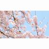 Премиальный набор для очищения и ухода за лицом LAIKOU Sakura из 8 предметов в подарок на день рождения