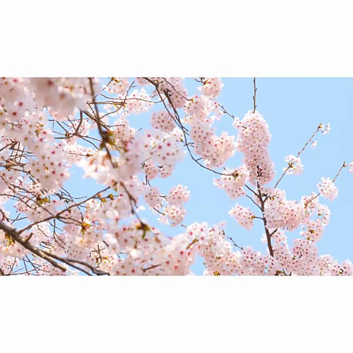 Премиальный набор для очищения и ухода за лицом LAIKOU Sakura из 8 предметов в подарок на день рождения