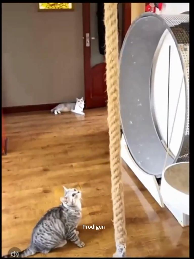 Wall Mounted Sisal Rope Cat Climber Tree Scratching Post Lounging Sanctuary Interactive Play Toys Jungle Gym for Indoor Cats