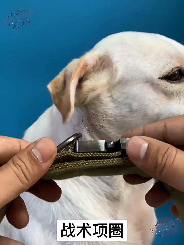 Pet Supplies Tactical Dog Collar Large Dog Dog Tactical Collar Velcro with Handle Dog Collar Large Dog Outdoor Traction Collar