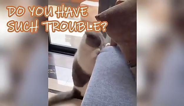 Pet Couch Protector, 4 Piece M 4 Piece L Clear Pet Cat Dog Claw Guards Self-Adhesive Pads, Discreet Cat Scratch Furniture Protector Pad Deterrent