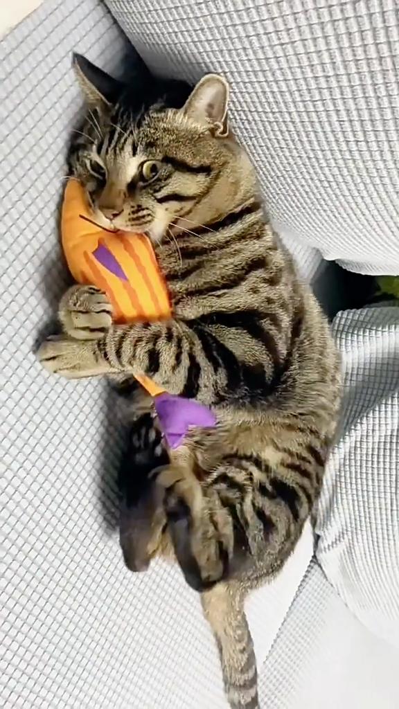 Interactive Catnip Fish Toy Cats, Soft Plush Cat Kicker Toy with Crinkle Sound, Durable Bite-Resistant Fish Chew Toy for Kitten Teeth Cleaning