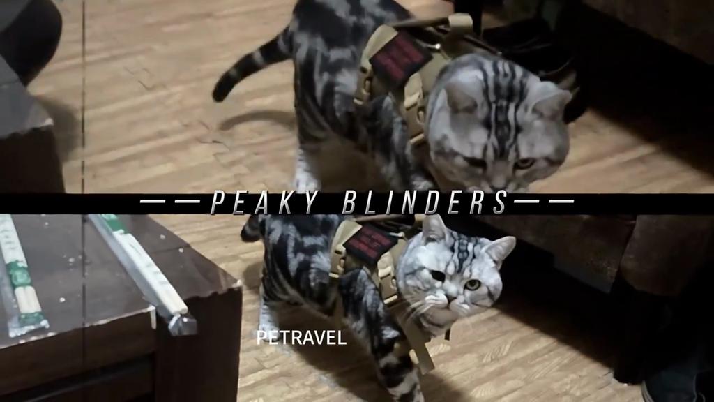 Cat Harness Vest Military Dog Working Training Accessories Tactical Leash with Patch Set for Cats and Small Dogs