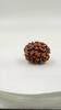 Natural 3 Mukhi Rudraksha Bead | Certified Authentic Rudraksha for Spiritual Growth | Genuine Sacred Bead for Meditation & Healing