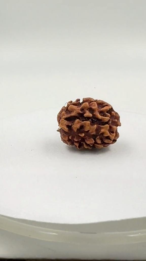 Natural 3 Mukhi Rudraksha Bead | Certified Authentic Rudraksha for Spiritual Growth | Genuine Sacred Bead for Meditation & Healing