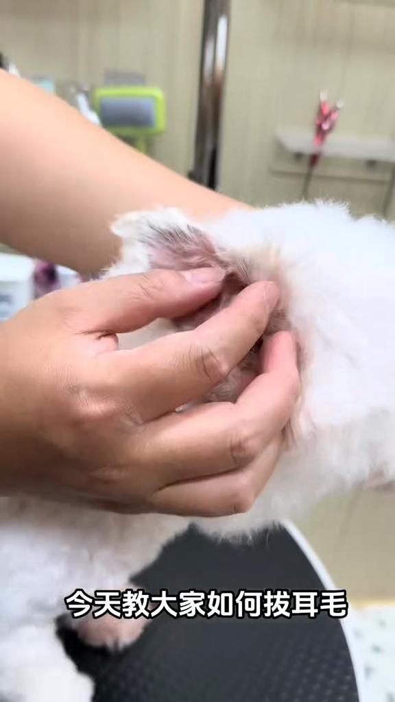 Daoliqi Pet Ear Powder - 26 г Мягкая подсушивающая пудра для безопасного удаления волос из ушей и чистки ушей у собак и кошек