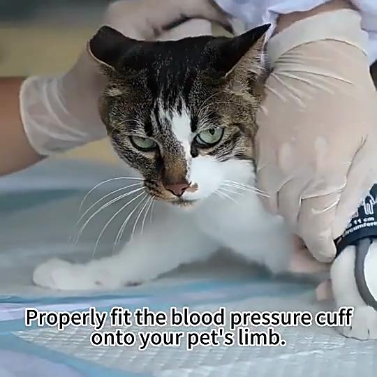 Ветеринарный электронный сфигмоманометр, автоматический тонометр для измерения артериального давления с загрузкой программного обеспечения для ПК