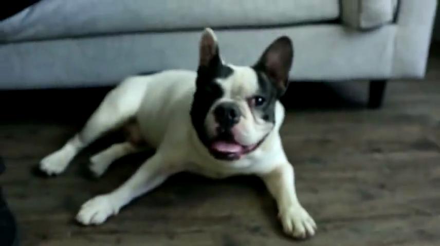 Товары для животных Электронные весы Корм для собак Ложка для корма для кошек Лопата для кормления Мерная ложка для взвешивания