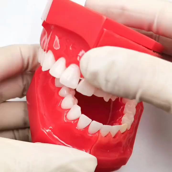 Стоматологическая детская модель молочных зубов Сменная модель Постоянные зубы Альтернативный дисплей Съемная демонстрация для обучающих моделей стоматологов
