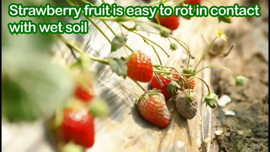 Green Strawberry Planting Stand with 3 Sturdy Legs - PVC Plant Support Cage, And Corrosion, Ideal Planting Aid