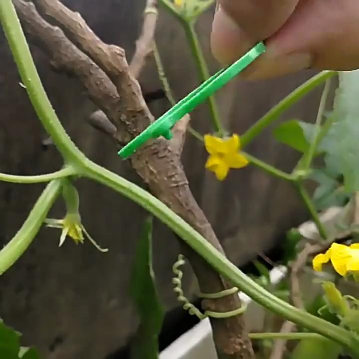 10-50PCS Garden Vine Strapping Clips Plant Bundled Buckle Ring Holder Tomato Plant Stand Support Tool Garden Tomato Grapevine Ties