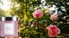 AMZ body moisturizing cream three-flavor combination rose +vanilla + sweet almond coconut gentle moisturizing, light, non-sticky and soft skin 237ml