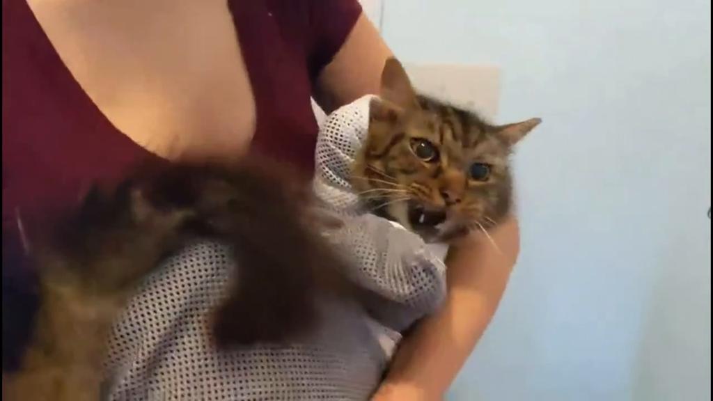 Регулируемая сумка для мытья кошек для купания без стресса - сумка-ограничитель для ухода за шерстью с защитой от царапин