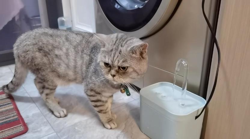 Cat Water Fountain Auto Filter USB Electric Mute Cat Drinker Bowl 1.5L Recirculate Filtring Drinker for Cats Pet Water Dispenser