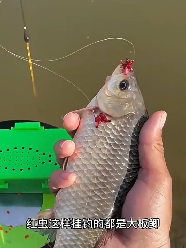 Baits Elastic Rubber Rings Worm Bait Clip Fishing Hand Tied with Granular Rubber Bands Pellet Bait Bandage tools