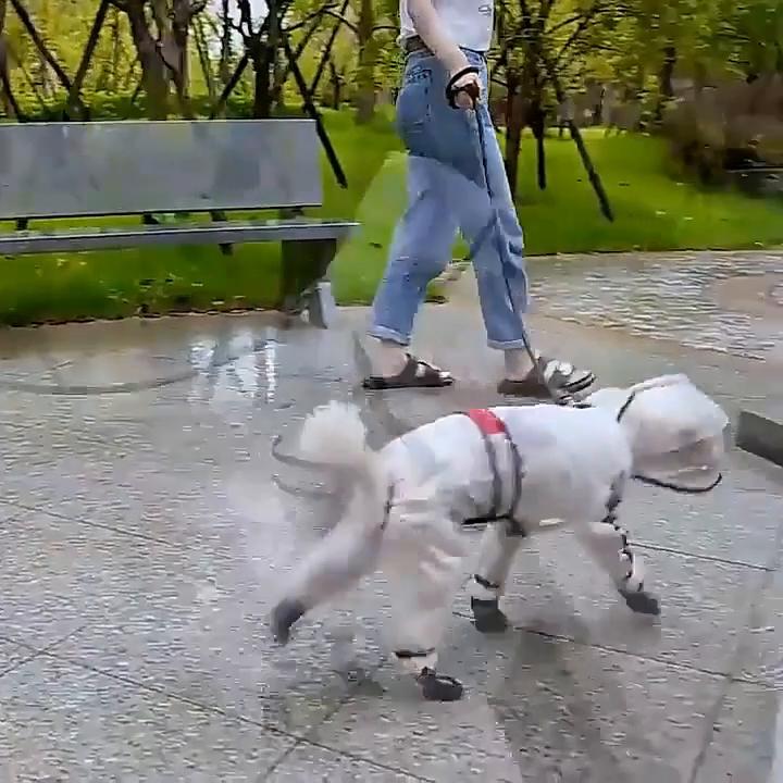 Прозрачный дождевик для собак, водонепроницаемый дождевик для собак, регулируемый светоотражающий легкий дождевик для домашних животных, для собак маленьких, средних и больших пород