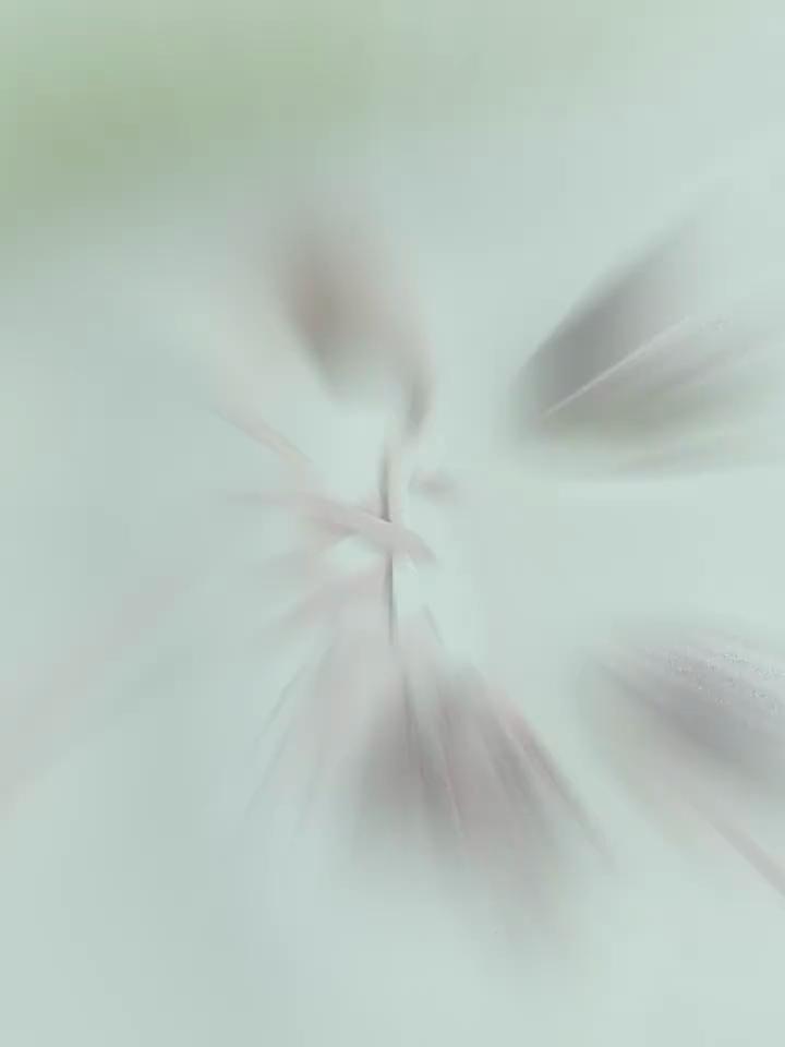 NO.8 4Pcs Metal Buckles No Tie Shoelaces Elastic for Sneakers One Size Fits All Adult Kids Quick Laces Lazy Sport Rubber Shoestrings