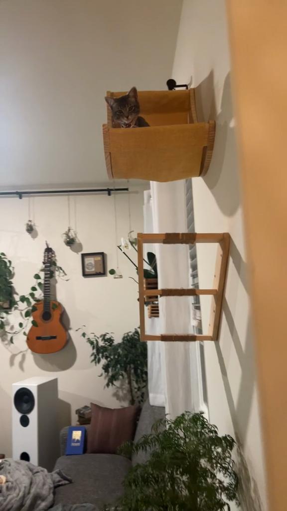 Настенный гамак в форме луны и полка для лазанья, набор лестниц для активности, настенная мебель для домашних кошек