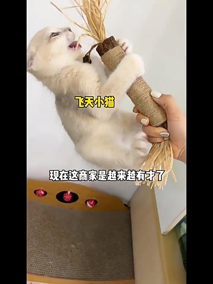 Wood Polygonum Cat Toy Cat Teaser Stick Molar Stick Clean Mouth Self-hi Relieve Boredom and Bite-resistant Cat Supplies Cat Toys