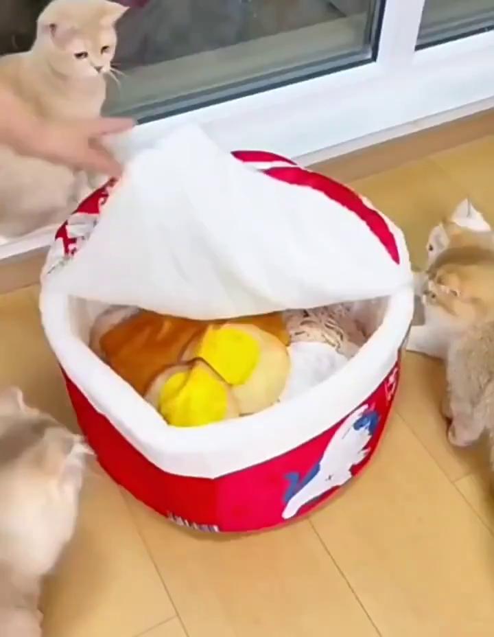 Подстилка для домашних животных в форме лапши с флисовой подкладкой, теплая, дышащая, съемная, круглая, для кошек, откидная крышка, универсальная, для собак, на все времена года