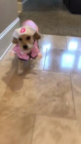 Костюм медсестры для собак и кошек, милые костюмы для Хэллоуина для собак и кошек, косплей, униформа медсестры для домашних животных со шляпой, нарядная одежда, забавная одежда для вечеринок