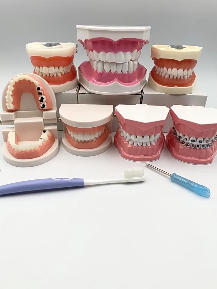 Съемная модель зубов. Имитационная модель зубов для учебной практики с отверткой.