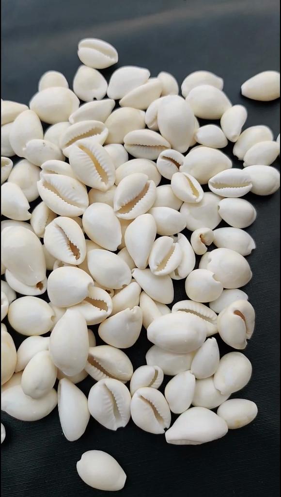 Natural Healing White Cowrie Shell, Sea Shell For Jewelry Making Use Shell, Polished Cowrie Shell, White Sea Shell Lot.