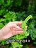 5/10Pcs  Adjustable Plant Branch Bender Reusable Supporting Plant Growth and Shaping Branches Puller Holder Garden Fixators