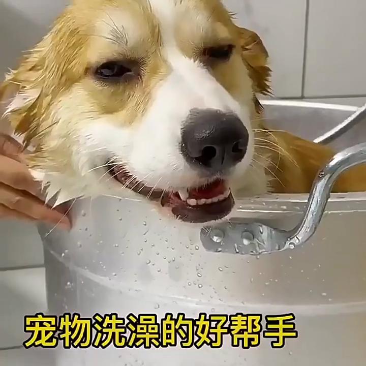 Pet Bath Brush Shampoo Massage Brush Soft Silicone Puppy Cat Comb Pet Dog Cleaning Brush for Dog Cat Shower Grooming Tool