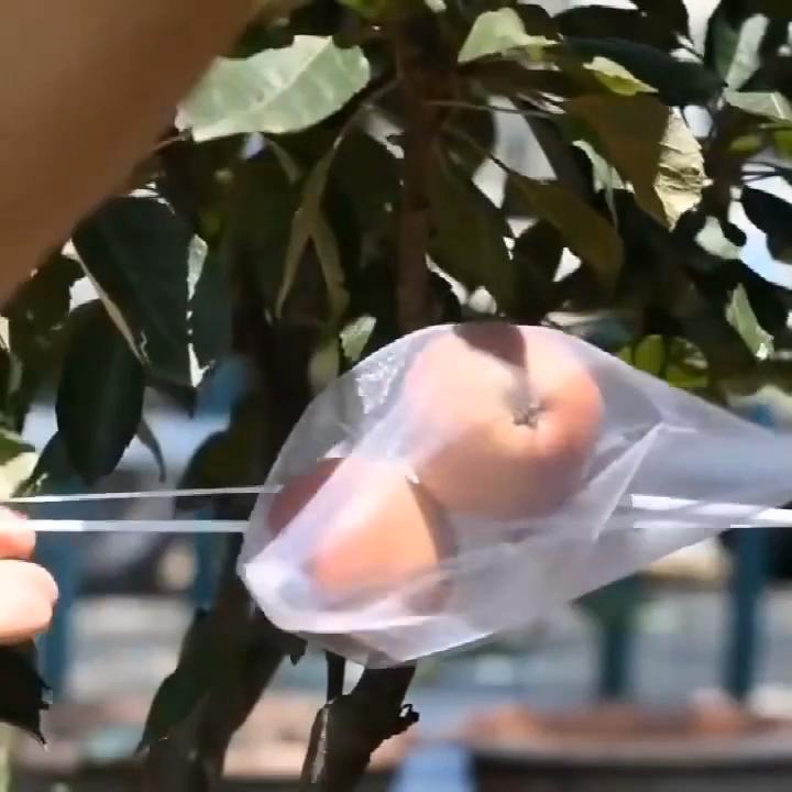 50/100Pcs Fruit Protection Netting Bags with Drawstring Reusable Grape Grow Bags Strawberry Cover Mesh Bags for Pest Control