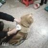 Щетка для собак, расческа для кошек, самоочищающаяся щетка для удаления шерсти домашних животных, инструменты для ухода за собаками и кошками, расческа для домашних животных, аксессуары для собак