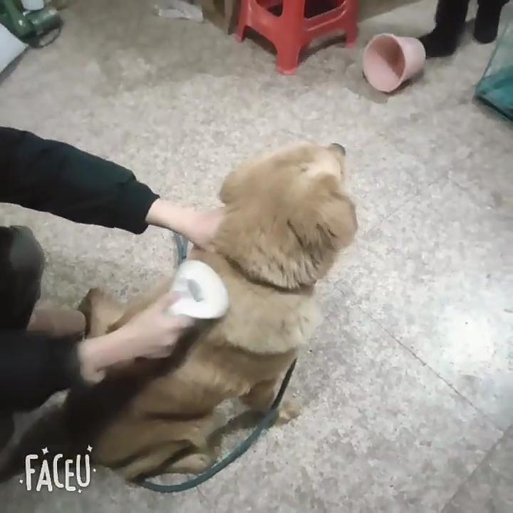 Щетка для собак, расческа для кошек, самоочищающаяся щетка для удаления шерсти домашних животных, инструменты для ухода за собаками и кошками, расческа для домашних животных, аксессуары для собак