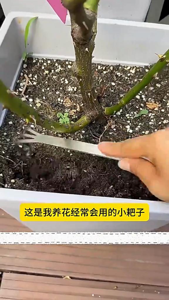 Грабли для бонсай с 3 зубцами, нержавеющая сталь, грабли для корней с лопаткой, инструмент для разрыхления почвы, надавливания и поддевания для горшечных растений из деревьев бонсай