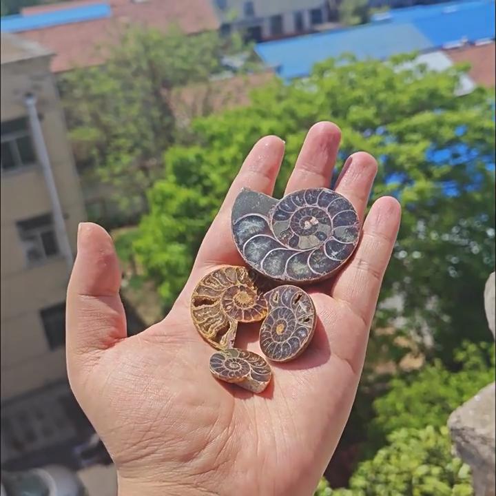 Подвески из натуральных камней, аммонит, ракушка, улитка, океан, реликвии, раковины, подвески, изготовление украшений своими руками, ожерелье в виде животных, аксессуары 1 шт.