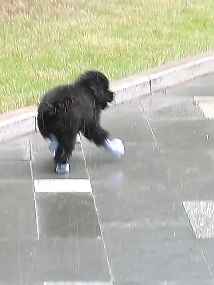 Water Resistant Dog Booties 4Pcs Waterproof Shoes, Rain Boots with Skid-resistant Soles, Adjustable Comfortable Paw Protection for Cats Protectors,